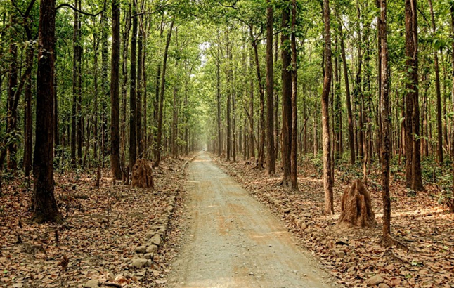 sitabani_forest_zone